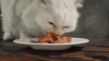 Kedi Kedi maması yiyor.