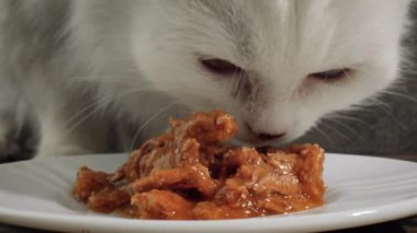 Kedi Kedi maması yiyor.