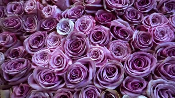 Фон натуральных роз крупным планом — стоковое видео