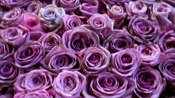 Фон з натуральних троянд крупним планом — стокове відео