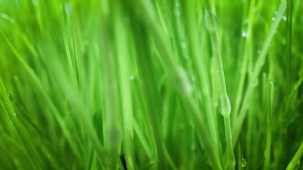 Herbe verte gros plan super macro tir . — Video