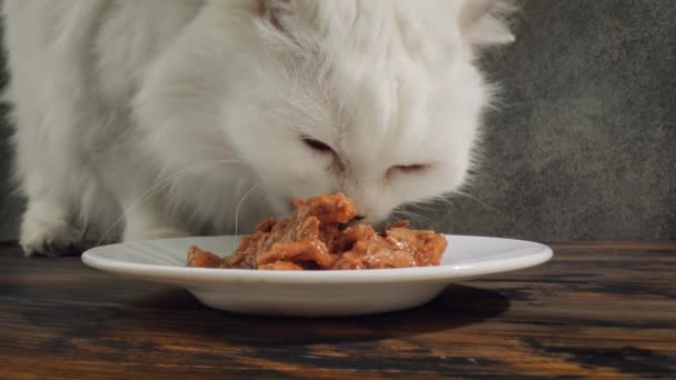 Katten eten Kattenvoer — Stockvideo