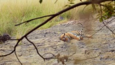 Bengal kaplanı, Afrika kıtasında bulunan bir Panthera tigris popülasyonudur. Ranthambore Ulusal Parkı Sawai Madhopur Rajasthan Hindistan.