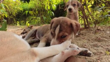 Şehrin sokaklarında evsiz köpek yavruları.