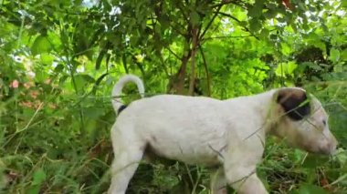 Şehrin sokaklarında evsiz köpek yavruları.