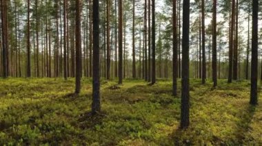 Finlandiya 'daki ormanın havadan görünüşü. Finlandiya 'nın güzel doğası.