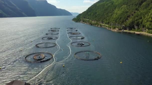 Letecký záznam Farmářský rybolov lososa v Norsku — Stock video