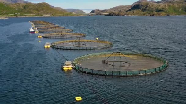 Imágenes aéreas Granja de pesca de salmón en Noruega — Vídeos de Stock