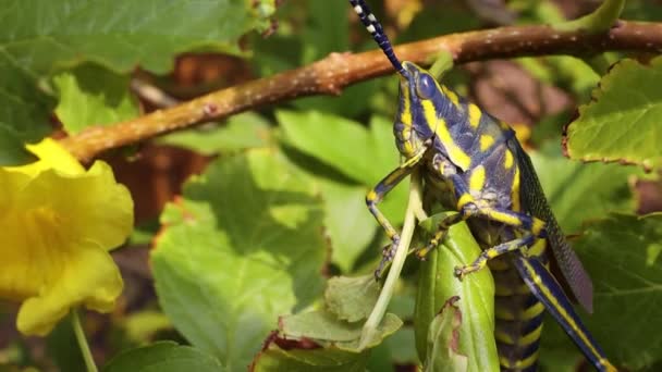 Aularches miliaris, Aularches cinsinin tek çekirge türüdür. Böceğe çeşitli isimler takıldı. Kahve çekirgesi, hayalet çekirge, kuzey çekirgesi.. — Stok video