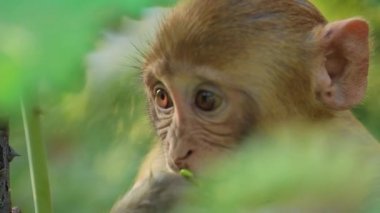 Rhesus macaque (Macaca mulatta), Eski Dünya maymunlarının en bilinen türlerinden biridir. Ranthambore Ulusal Parkı Sawai Madhopur Rajasthan Hindistan