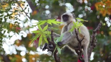 Gri langur (Semnopithecus), Hindistan 'da yaşayan eski dünya maymunlarının bir türüdür. Ranthambore Ulusal Parkı Sawai Madhopur Rajasthan Hindistan