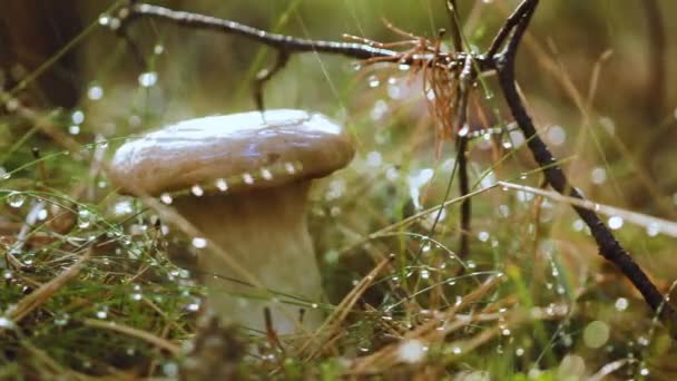 Boletus grzybowy W słonecznym lesie w deszczu. Boletus jest rodzajem grzybów produkujących grzyby, składającym się z ponad 100 gatunków. — Wideo stockowe