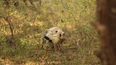 Gri langur (Semnopithecus), Hindistan 'da yaşayan eski dünya maymunlarının bir türüdür. Ranthambore Ulusal Parkı Sawai Madhopur Rajasthan Hindistan