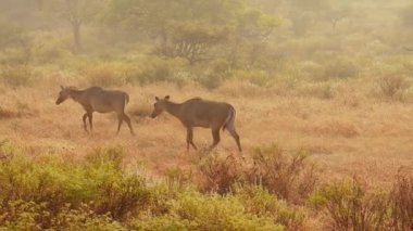Nilgai ya da Mavi Boğa, Asya 'nın en büyük antilopudur ve Hindistan' ın alt kıtasında endemiktir. Boselaphus cinsinin tek üyesi. Ranthambore Ulusal Parkı Sawai Madhopur Rajasthan Hindistan