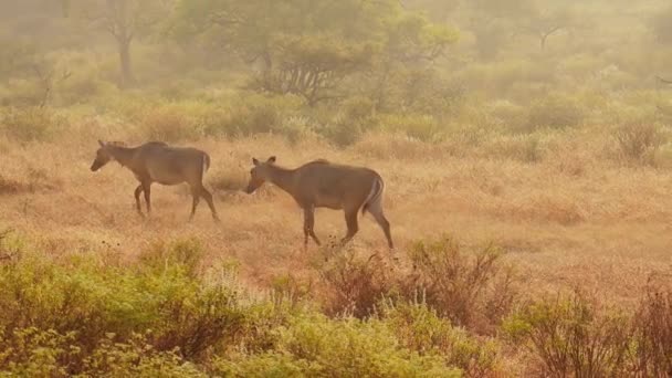Nilgai o toro blu è la più grande antilope asiatica ed è endemica del subcontinente indiano. L'unico membro del genere Boselaphus. Ranthambore Parco Nazionale Sawai Madhopur Rajasthan India — Video Stock