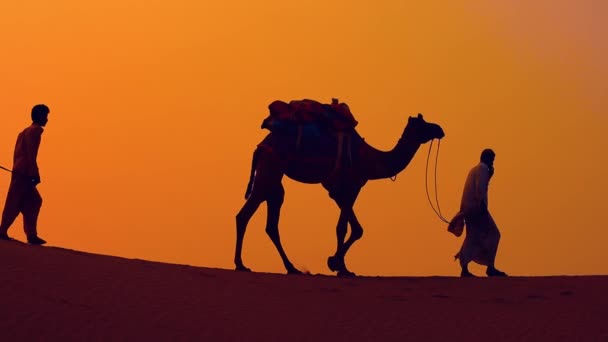 Cameleers, Kameltreiber bei Sonnenuntergang. Thar Wüste bei Sonnenuntergang Jaisalmer, Rajasthan, Indien. — Stockvideo