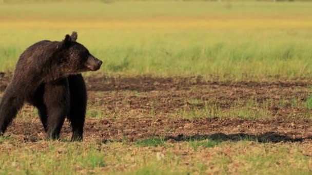 Niedźwiedź brunatny (Ursus arctos) w dzikiej przyrodzie to niedźwiedź występujący w północnej Eurazji i Ameryce Północnej. W Ameryce Północnej populacje niedźwiedzi brunatnych są często nazywane niedźwiedziami grizzly.. — Wideo stockowe