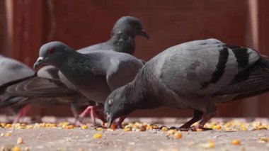 Yürüyen caddedeki güvercinler ağır çekimde hareket ediyor. Hindistan Rajasthan.