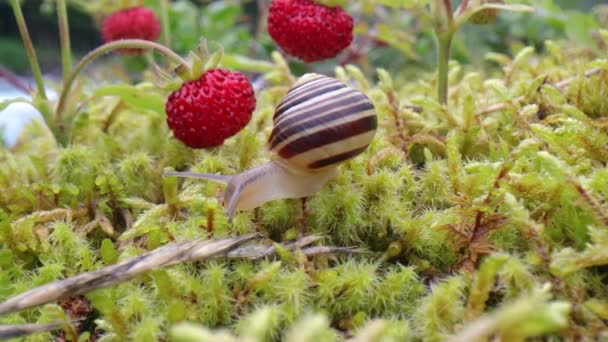 Schnecke aus nächster Nähe, Blick auf die roten Erdbeeren — Stockvideo