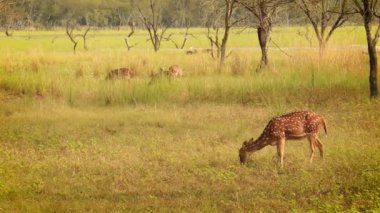 Chital ya da Cheetal, benekli geyik, chital deer ve axis deer olarak da bilinir, Hindistan 'da yaşayan bir geyik türüdür. Ranthambore Ulusal Parkı Sawai Madhopur Rajasthan Hindistan