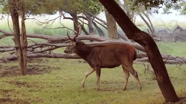 Sambar Rusa unicolor is een grote hert inheems in het Indiase subcontinent, Zuid-China, en Zuidoost-Azië dat is opgenomen als een kwetsbare soort. Ranthambore National Park Sawai Madhopur Rajasthan India — Stockvideo