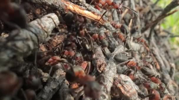 Colline de fourmis sauvages dans la forêt super macro gros plan — Video