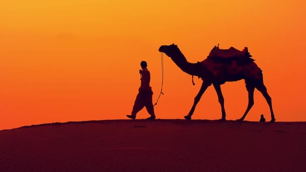 Kameleonter, kamelförare vid solnedgången. Thar öken på solnedgången Jaisalmer, Rajasthan, Indien. — Stockvideo