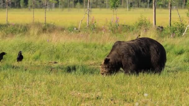 El oso pardo (Ursus arctos) en la naturaleza salvaje es un oso que se encuentra en gran parte del norte de Eurasia y América del Norte. En América del Norte, las poblaciones de osos pardos a menudo se llaman osos pardos. . — Vídeos de Stock