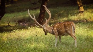 Chital ya da Cheetal, benekli geyik, chital deer ve axis deer olarak da bilinir, Hindistan 'da yaşayan bir geyik türüdür. Ranthambore Ulusal Parkı Sawai Madhopur Rajasthan Hindistan