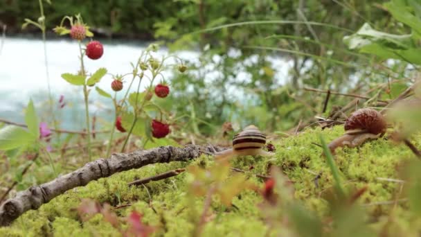 Snigel närbild, tittar på de röda jordgubbarna — Stockvideo