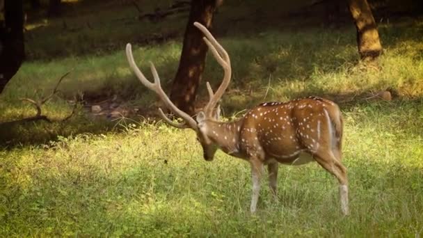 Chital or cheetal, also known as spotted deer, chital deer, and axis deer, is a species of deer that is native in the Indian subcontinent. Ranthambore National Park Sawai Madhopur Rajasthan India — Stock Video
