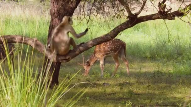 Cervos-chitais ou chitais, também conhecidos como veados-pintados, veados-chitais e cervos-do-eixo, são uma espécie de veado nativo do subcontinente indiano. Ranthambore National Park Sawai Madhopur Rajasthan Índia — Vídeo de Stock