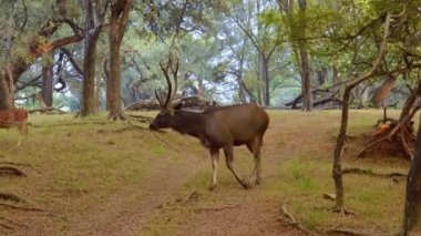 Sambar Rusa unicolor, Hindistan 'da Güney Çin ve Güneydoğu Asya' ya özgü büyük bir geyik türüdür. Ranthambore Ulusal Parkı Sawai Madhopur Rajasthan Hindistan