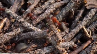 Ormandaki vahşi karınca tepesi Süper makro yakın çekim