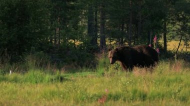 Kahverengi ayı (Ursus arctos), Avrasya 'nın kuzeyinde ve Kuzey Amerika' da yaşayan bir ayıdır. Kuzey Amerika 'da, kahverengi ayı popülasyonlarına genellikle boz ayı denir..