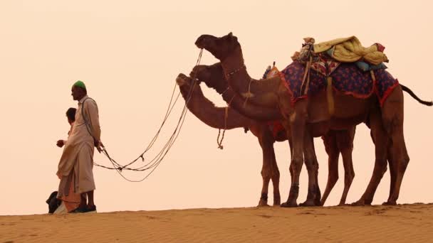Cameleers, velbloudí řidiči při západu slunce. Thar desert on sunset Jaisalmer, Rajasthan, India. — Stock video