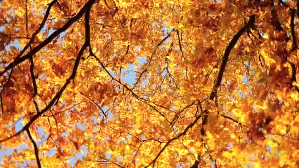 Hojas de roble de otoño. — Vídeo de stock