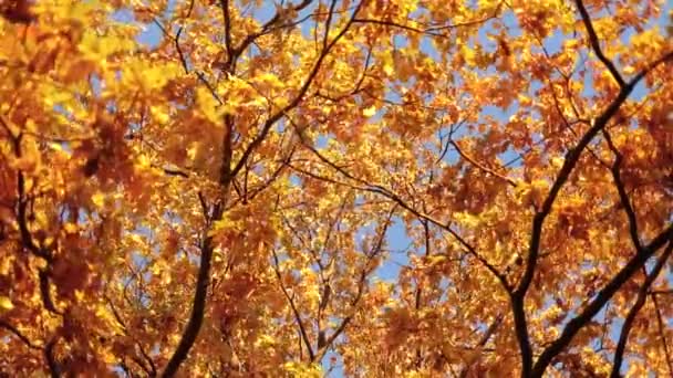 Hojas de roble de otoño. — Vídeo de stock