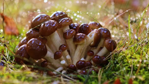 Armillaria Grzyby agaric miodu W słonecznym lesie w deszczu. Grzyby miodne są uważane na Ukrainie, w Rosji, Polsce, Niemczech i innych krajach europejskich za jeden z najlepszych grzybów dzikich. — Wideo stockowe