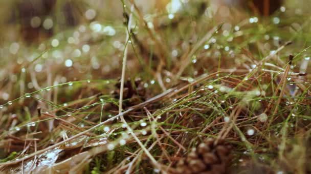 Boleto de Cogumelo Em uma floresta ensolarada na chuva. Boletus é um género de fungos que produzem cogumelos, compreendendo mais de 100 espécies . — Vídeo de Stock