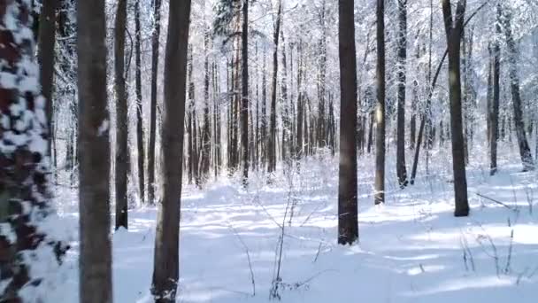 Im verschneiten Waldwinter zwischen den Bäumen fliegen. — Stockvideo