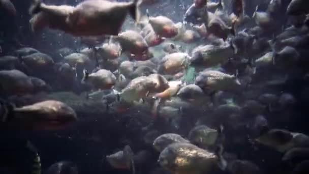 Piraña (Colossoma macropomum) en un acuario — Vídeo de stock