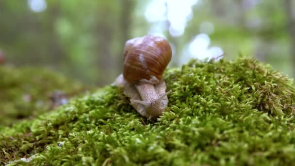 石榴属（英语：Helix pomatia）也是罗马蜗牛（英语：Roman snail） 、勃艮第蜗牛（英语：Burgundy snail） 、可食蜗牛（英语：edible snail）或鳗鱼（escargot），是一种大型、可食、呼吸空气的陆地蜗牛，一种陆生豆类腹足软体动物。. — 图库视频影像