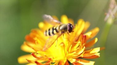 Arı, çiçek Crepis Alpina 'dan nektar toplar.