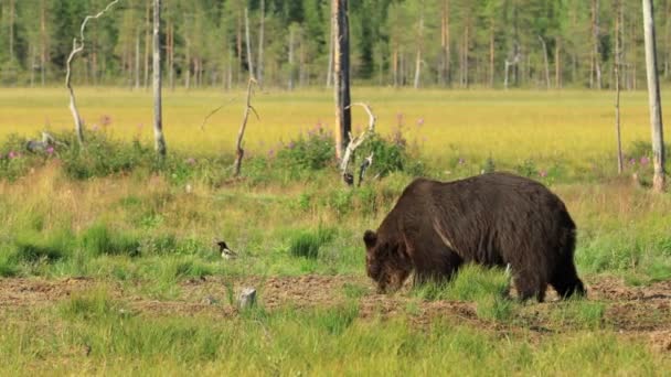 Brunbjörn Ursus Arctos Vild Natur Björn Som Finns Över Stora — Stockvideo
