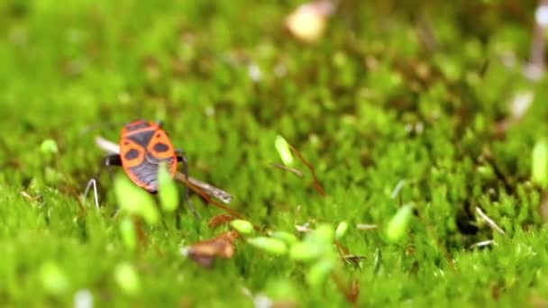 Feuerwanze Pyrrhocoris Apterus Ist Ein Häufiges Insekt Der Familie Pyrrhocoridae — Stockvideo