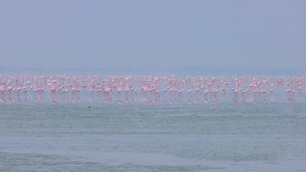 フラミンゴ Flamingos またはフラミンゴ Flamingos フェニコプター科の鳥類の一種で フェニコプター科で唯一の鳥類科である インドのラジャスタン州 — ストック動画