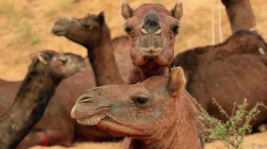 Pushkar Fuarı 'ndaki develer ya da yerel adıyla Kartik Mela, Hindistan' ın Pushkar Rajasthan kentinde düzenlenen yıllık çoklu hayvan fuarı ve kültür fuarıdır..