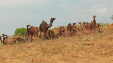 Pushkar Fuarı 'ndaki develer ya da yerel adıyla Kartik Mela, Hindistan' ın Pushkar Rajasthan kentinde düzenlenen yıllık çoklu hayvan fuarı ve kültür fuarıdır..