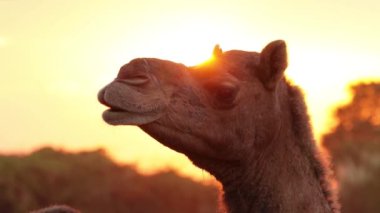 Pushkar Fuarı 'ndaki develer ya da yerel adıyla Kartik Mela, Hindistan' ın Pushkar Rajasthan kentinde düzenlenen yıllık çoklu hayvan fuarı ve kültür fuarıdır..